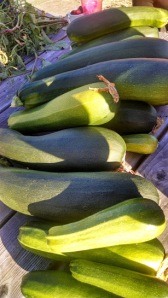The zucchini harvest started and keeps right on going!